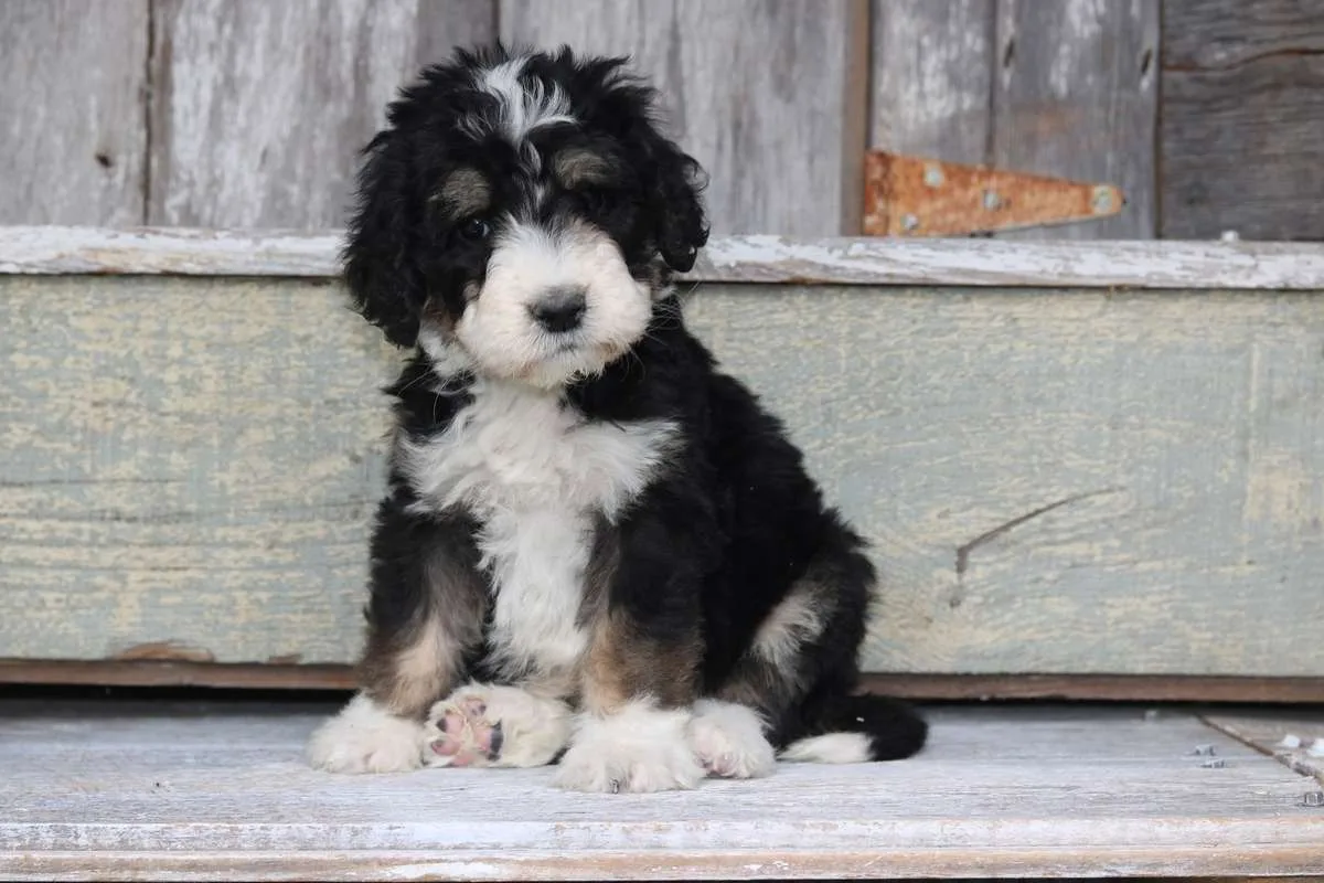 The Bernedoodles Breeder North Carolina