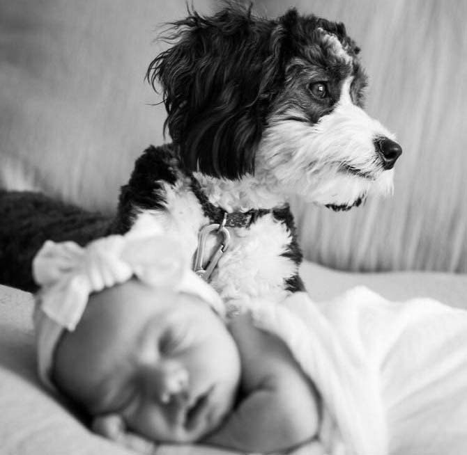 Tiny Bernedoodles Breed Photo