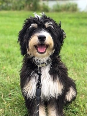 What-To-Look-For-in-a-Bernedoodle-Breeder.jpeg