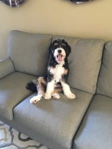 Young Adult Bernedoodle Tri Color