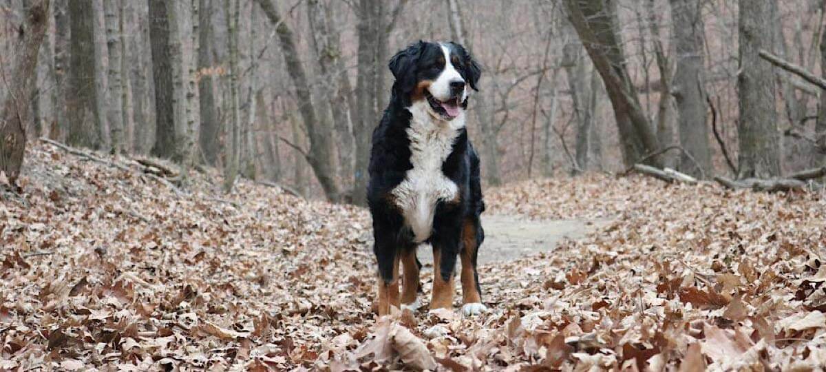 bernedoodle-breeder-1.jpg