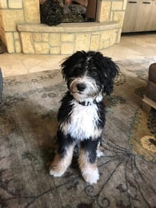 black tri color F1 Mini bernedodle