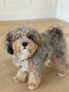 micro mini bernedoodles