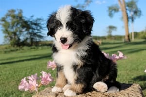 mini bernedoodle breeder