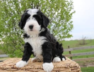 mini bernedoodle puppy breeder