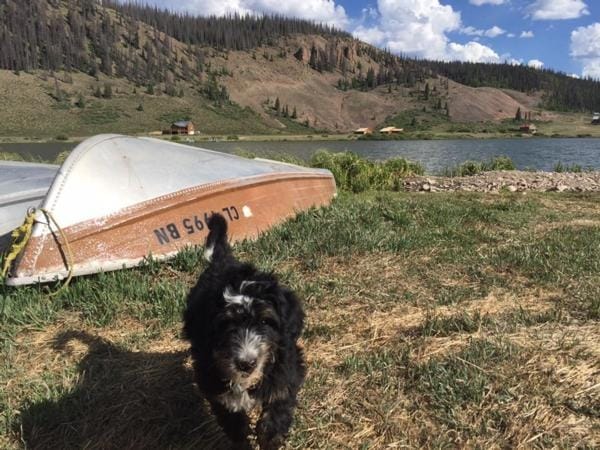 paisley bernedoodle