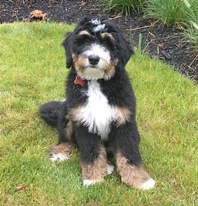 standard bernedoodle breeder