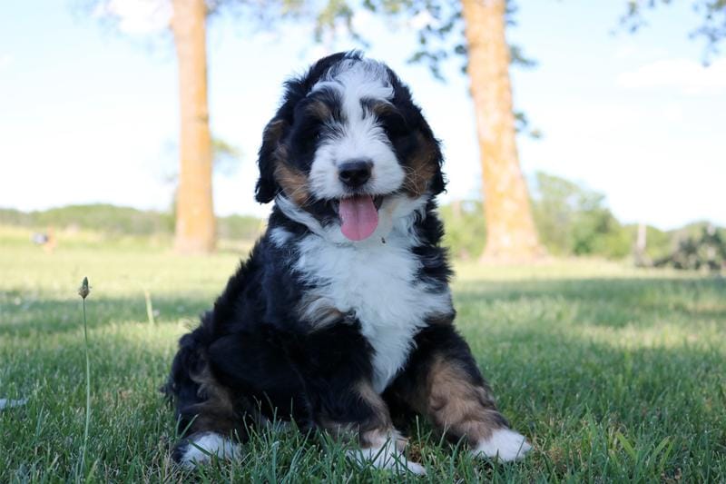 bernedoodle puppies north Carolina
