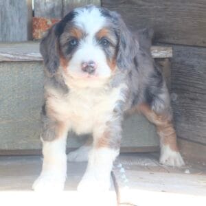 mini-bernedoodle-puppies-for-sale.jpg