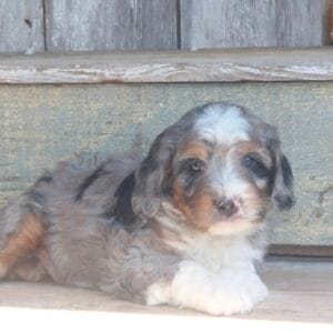 mini-bernedoodle-puppies-for-sale.jpg