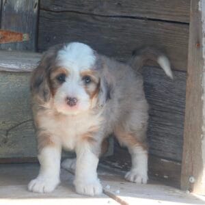 mini-bernedoodle-puppies-for-sale.jpg
