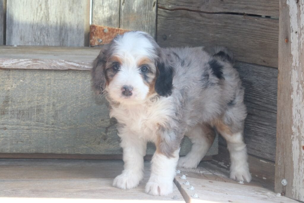 Bernedoodle Breeders