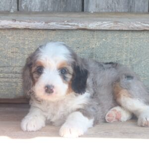 mini-bernedoodle-puppies-for-sale.jpg