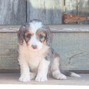 mini-bernedoodle-puppies-for-sale.jpg