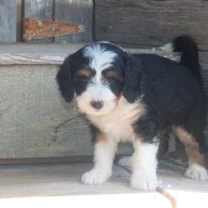 mini-bernedoodle-puppies-for-sale.jpg