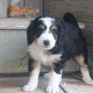 mini-bernedoodle-puppies-for-sale.jpg
