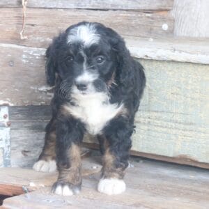 mini-bernedoodle-puppies-for-sale.jpg