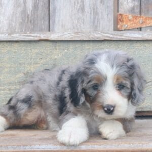 mini-bernedoodle-puppies-for-sale.jpg
