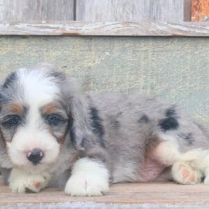 mini-bernedoodle-puppies-for-sale.jpg