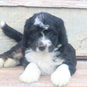 mini-bernedoodle-puppies-for-sale.jpg