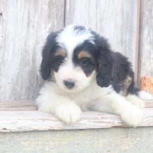 mini-bernedoodle-puppies-for-sale.jpg