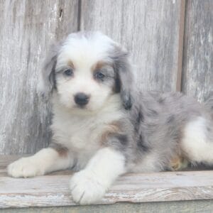 mini-bernedoodle-puppies-for-sale.jpg