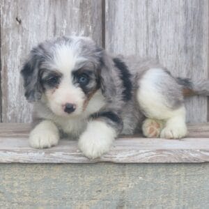 mini-bernedoodle-puppies-for-sale.jpg