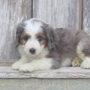 mini-bernedoodle-puppies-for-sale.jpg