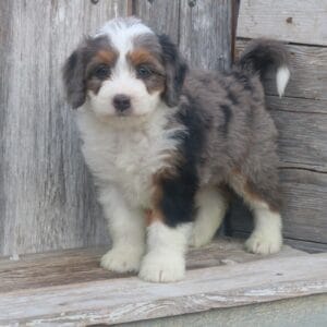 mini-bernedoodle-puppies-for-sale.jpg