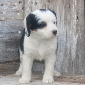 mini-bernedoodle-puppies-for-sale.jpg