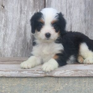 mini-bernedoodle-puppies-for-sale.jpg
