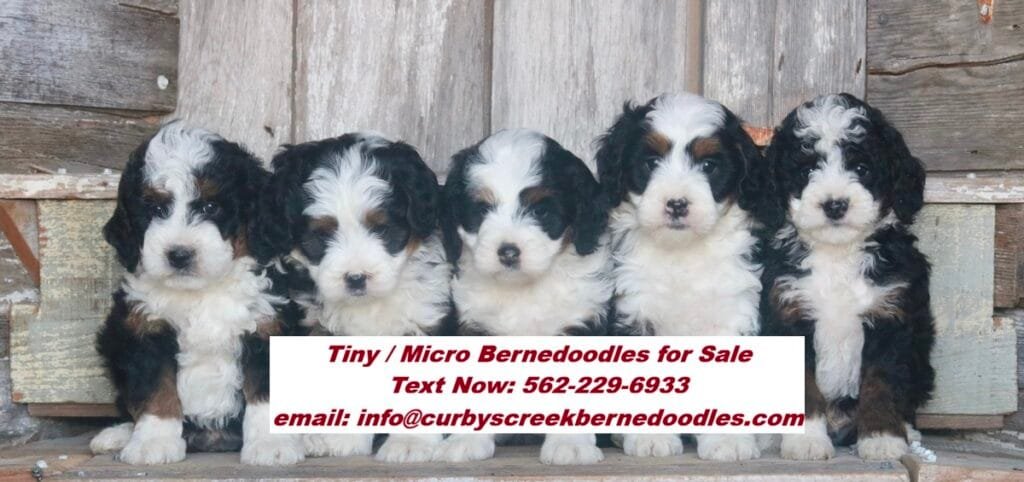 micro-bernedoodles.jpg