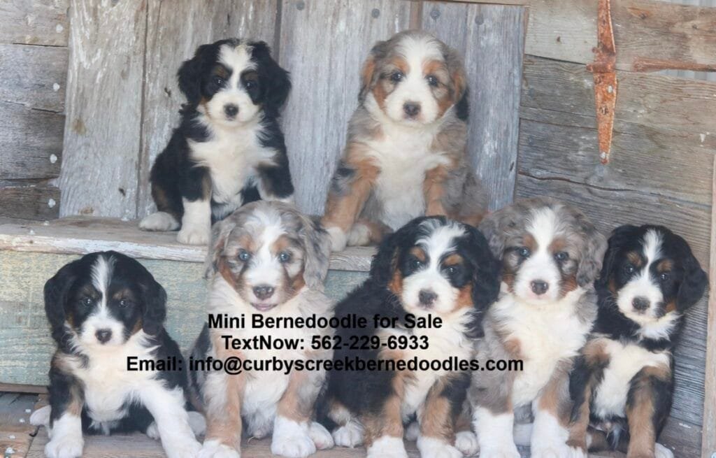 mini bernedoodles.jpg