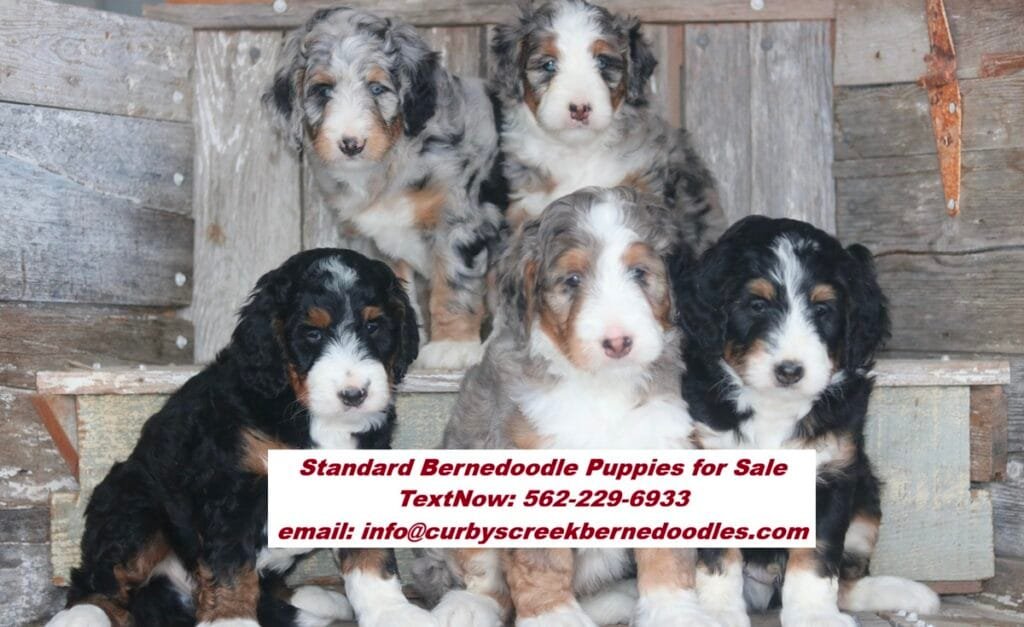standard-bernedoodle-puppies-for-sale.jpg