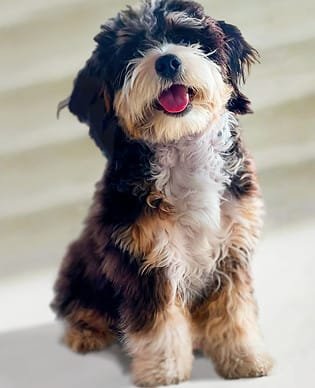 HOME 1 The Bernedoodles Breeder North Carolina