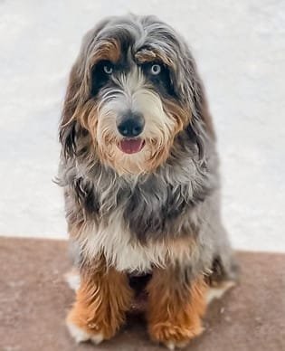 HOME 2 The Bernedoodles Breeder North Carolina