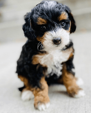 HOME 3 The Bernedoodles Breeder North Carolina
