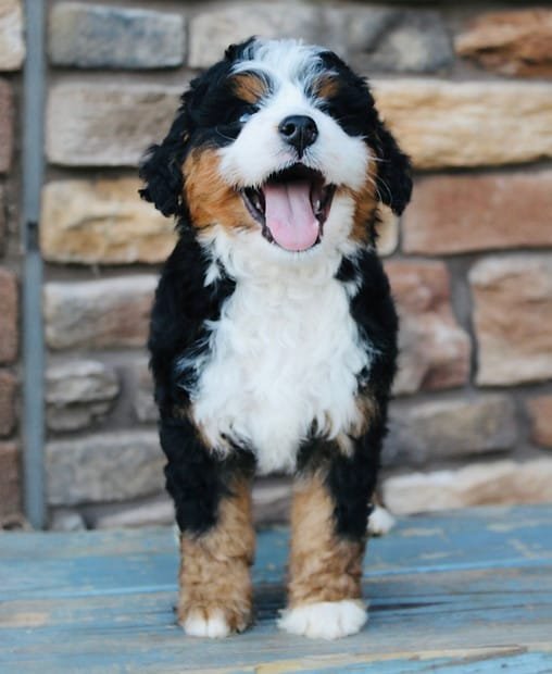 HOME 4 bernedoodle puppies for sale jacksonville nc